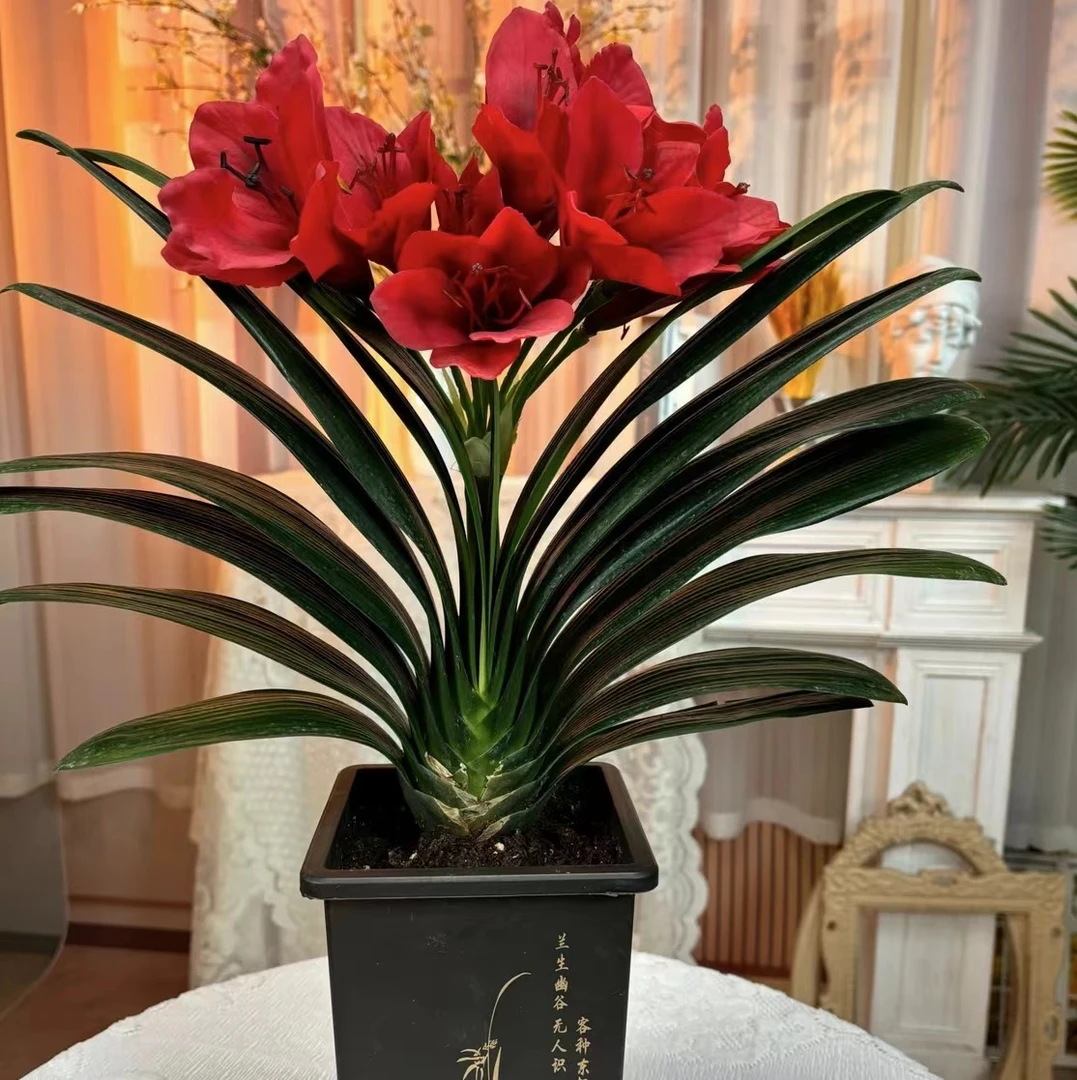 红将军室内高端绿植君子兰