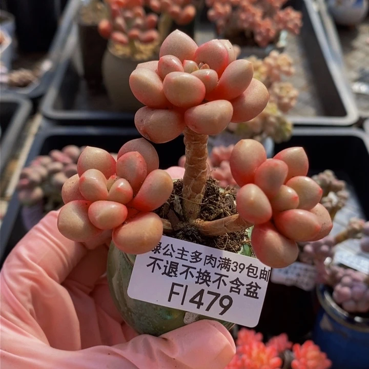 先锋派6cm479多肉植物
