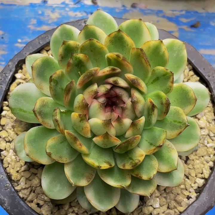 水晶玫瑰锦哦哦哦哦哦