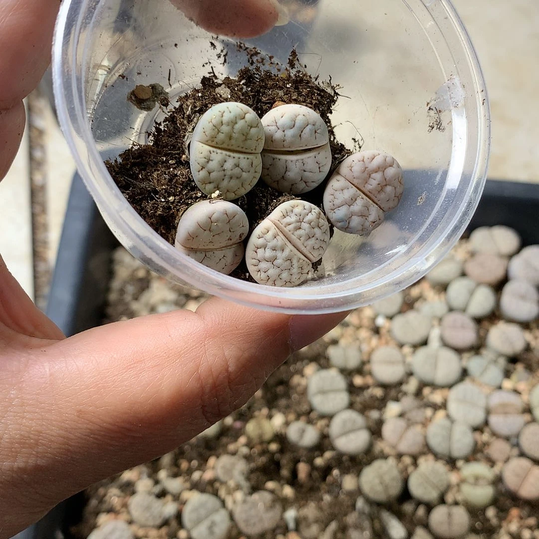 ༚****G279多肉植物保护