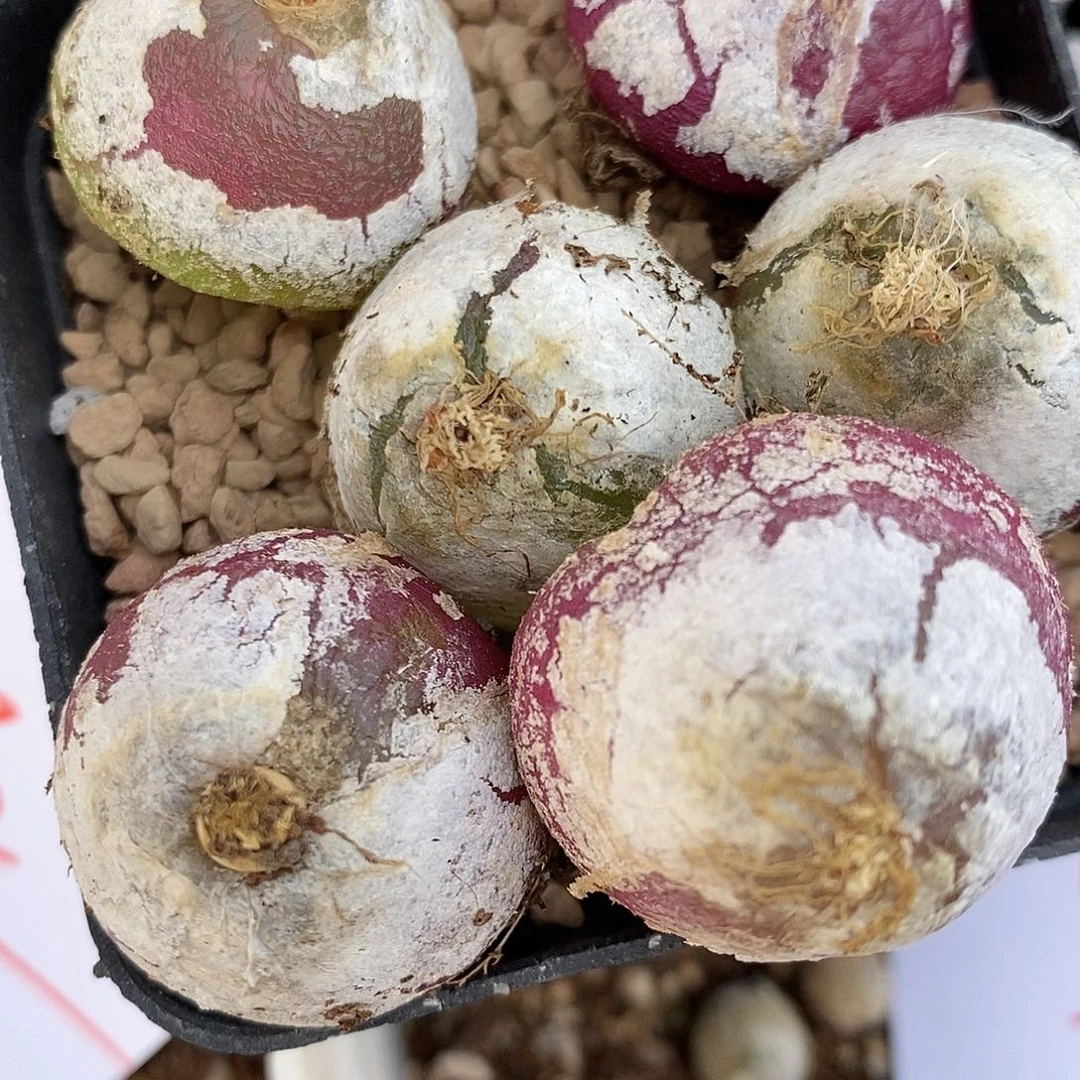 1776母本大灯泡有瑕疵一组