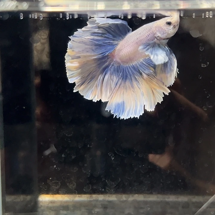 斗鱼28号清缸特价粉蓝色大耳