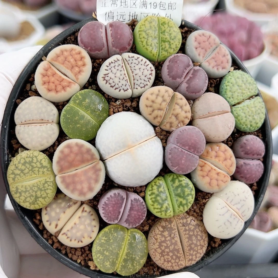 3364 好养易活生石花大母本9cm盆