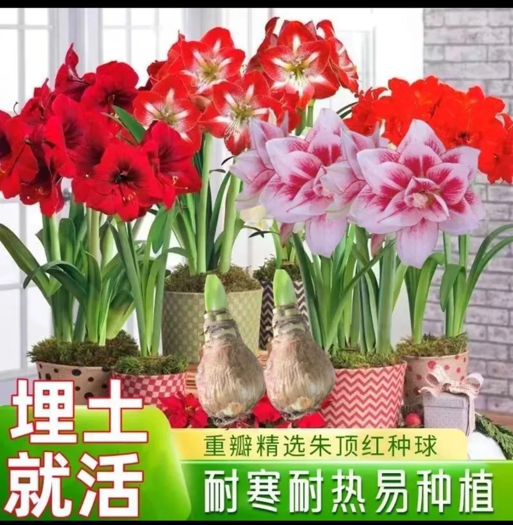 【常年开花】荷兰进口重瓣朱顶红四季开花植物室内盆栽阳台花卉大全