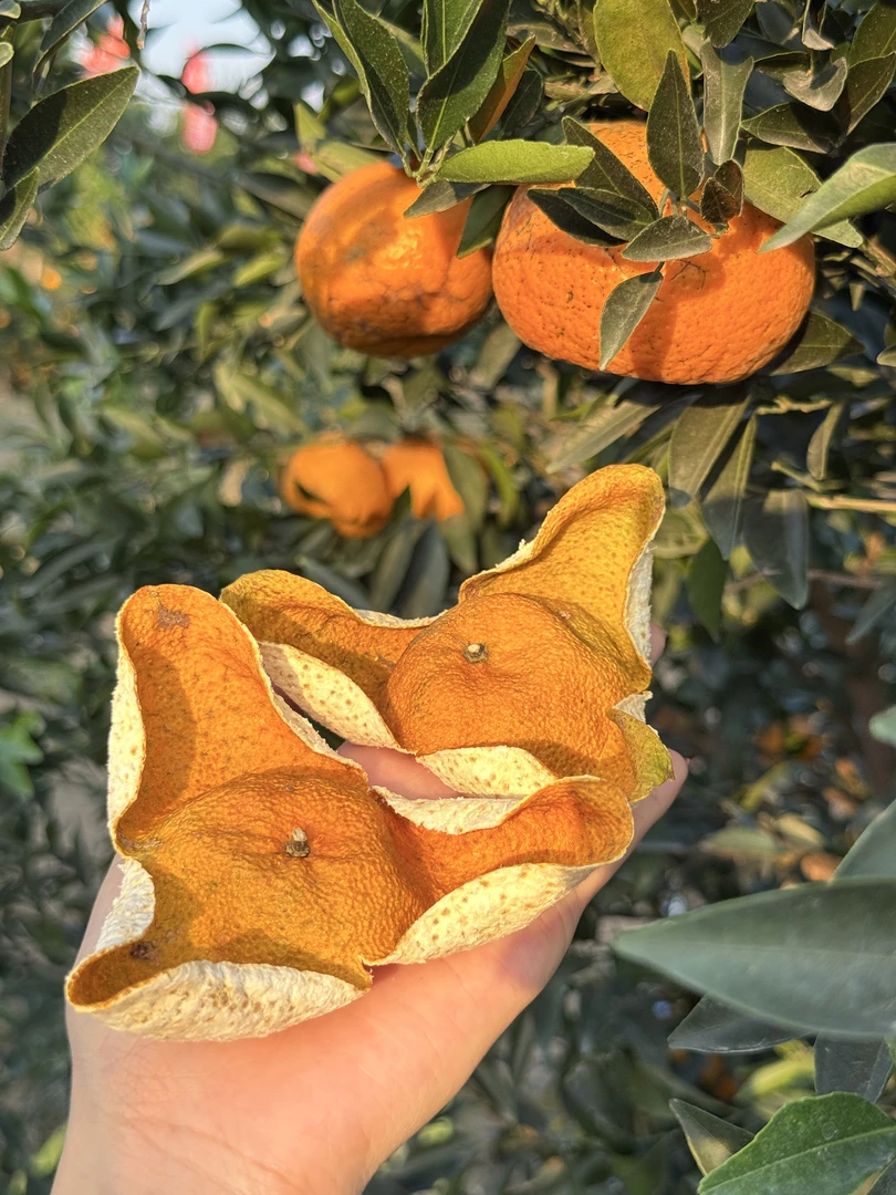 【元宝皮】2025年梅江大红油皮聚宝皮原枝8年树花蜜香-奶香