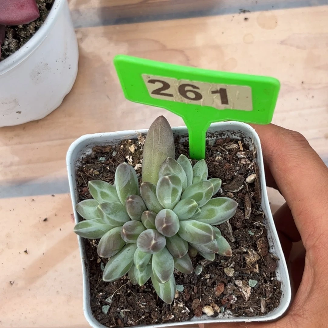 多肉植物伊卡鲁斯261