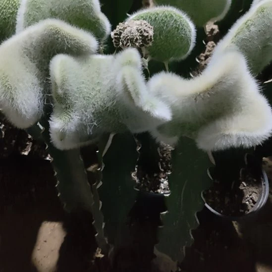 朱***8仙人球九尾狐缀化三颗