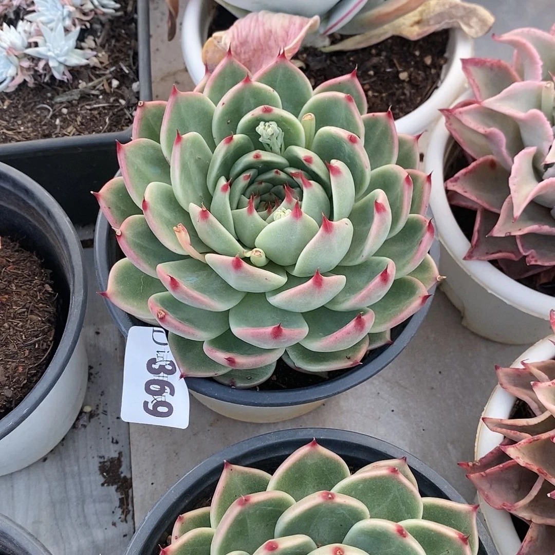 美**情369托斯卡内力