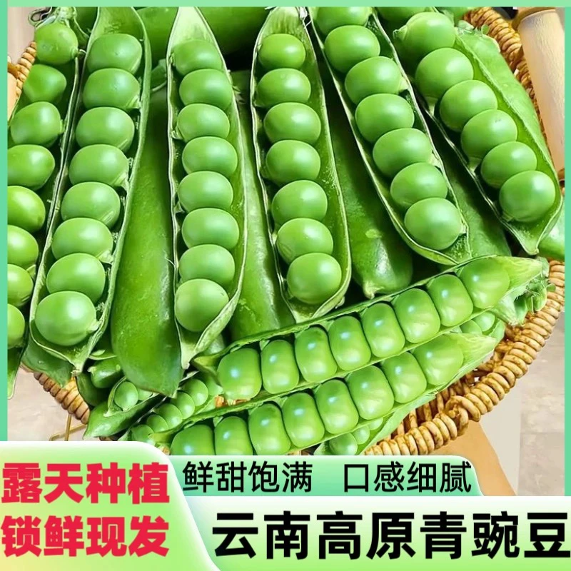 新鲜高山豌豆云南新鲜豌豆带壳青豆甜脆水果豌豆云南农家露天种植