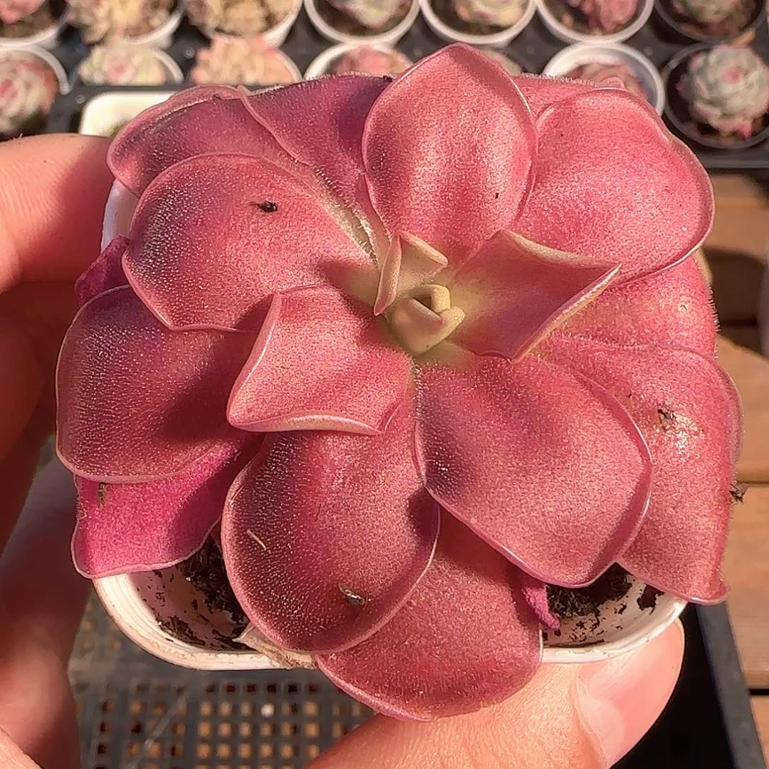 多肉1203-138赛题捕虫堇