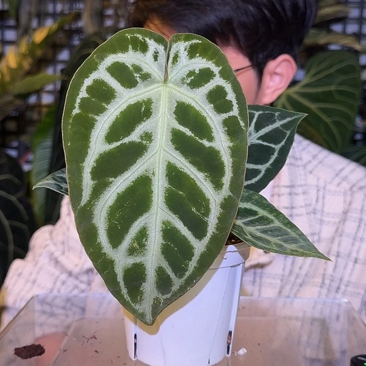 完全开放L117 SKG杂撕裂纹