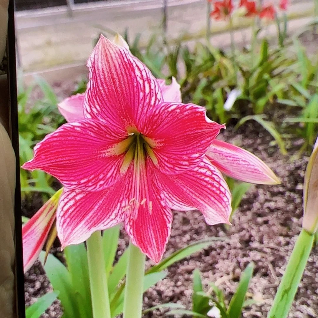 晓***灵朱顶红2316近开花球