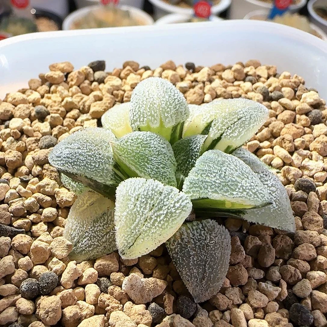 470号特白磨面锦一物一拍带盆土