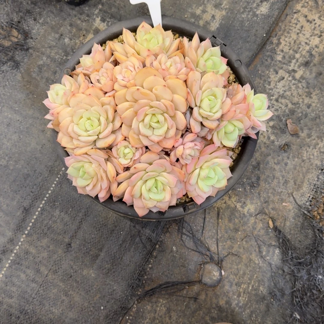 一物一拍恋曲大群精控153