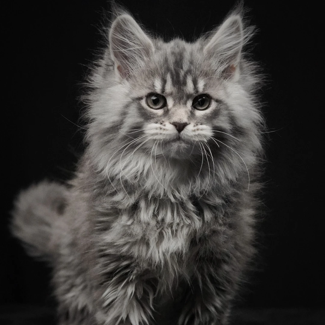 罗德猫舍缅因猫幼猫纯种活体家养宠物缅因库恩猫-自提拍付预约