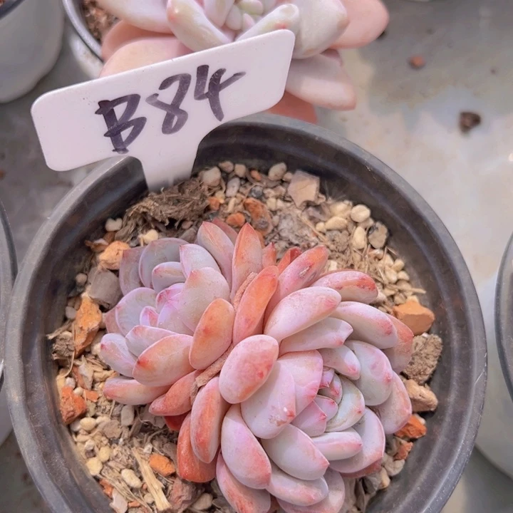 健健康康平平安安