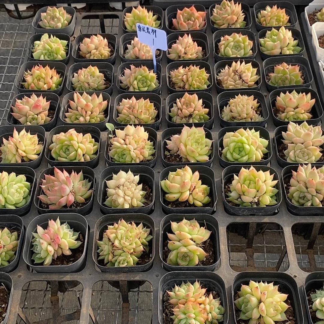 金汇园艺，团单头麦杆