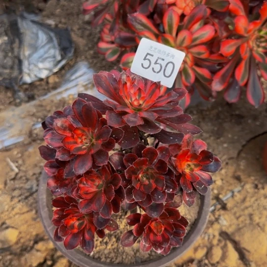 香奈儿一物一拍550