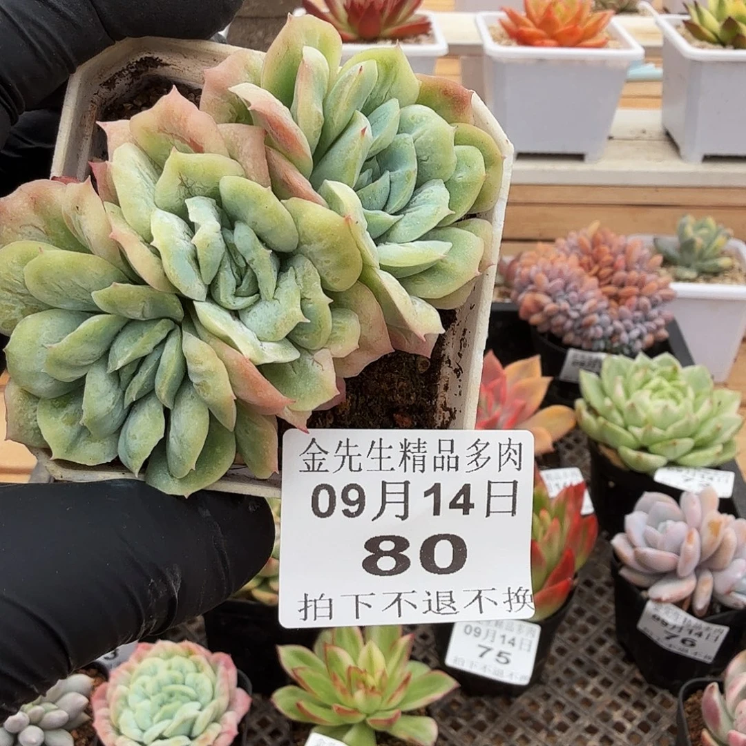 0914-80泡泡纱裙三头