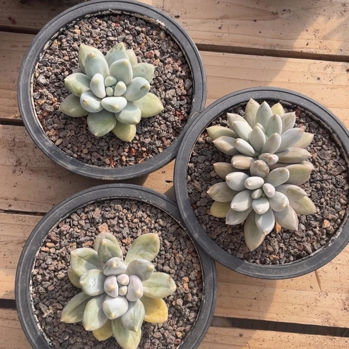 胖体哥特萝莉，3颗，拍1发3