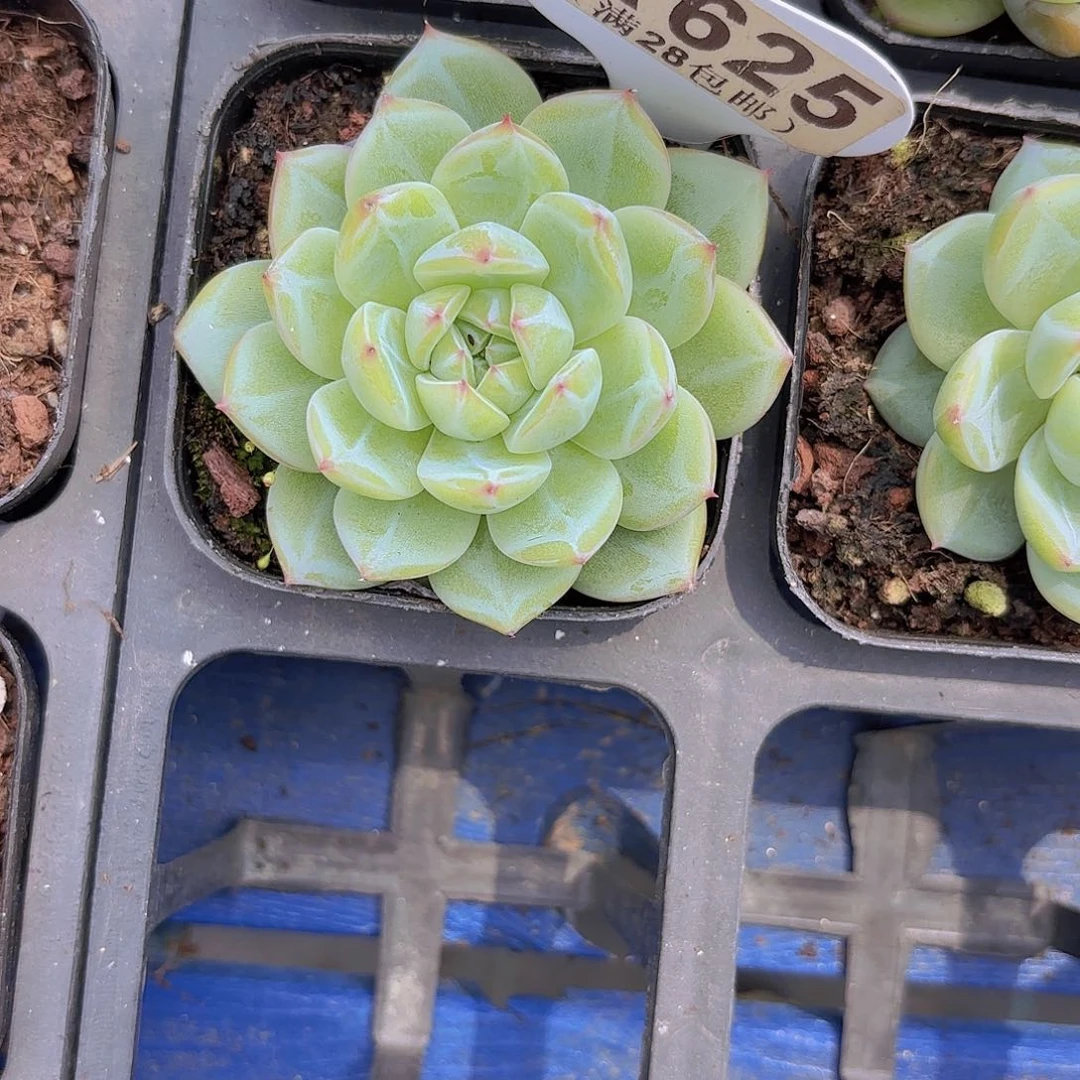 A625雪花珍妮一物一拍