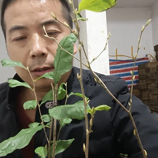 无花朵晶冠金弹子嫁接
