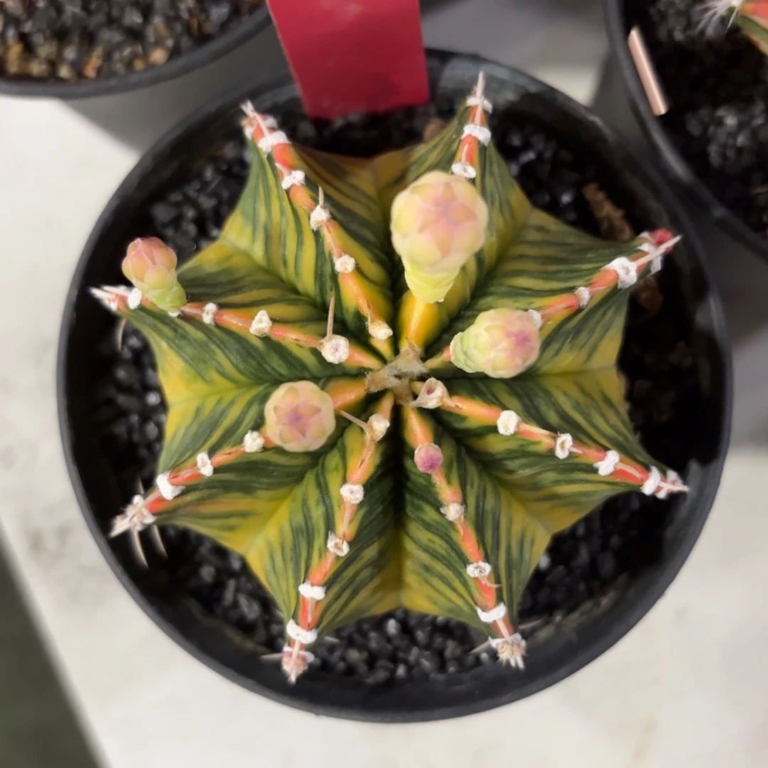 L530-1211泰国发货