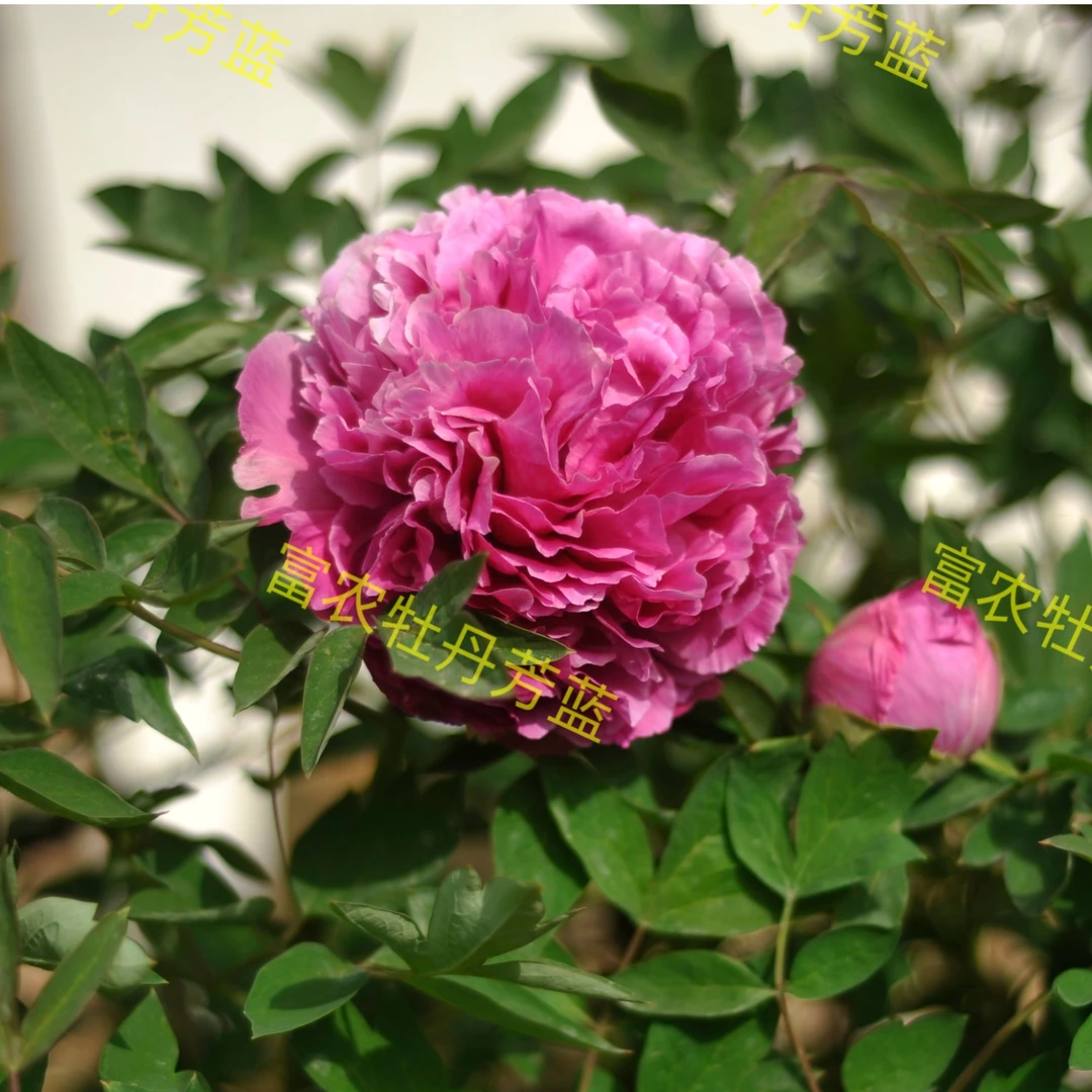 富农紫斑牡丹新品种芳蓝嫁接苗鲜花正品牡丹花花卉基地直销