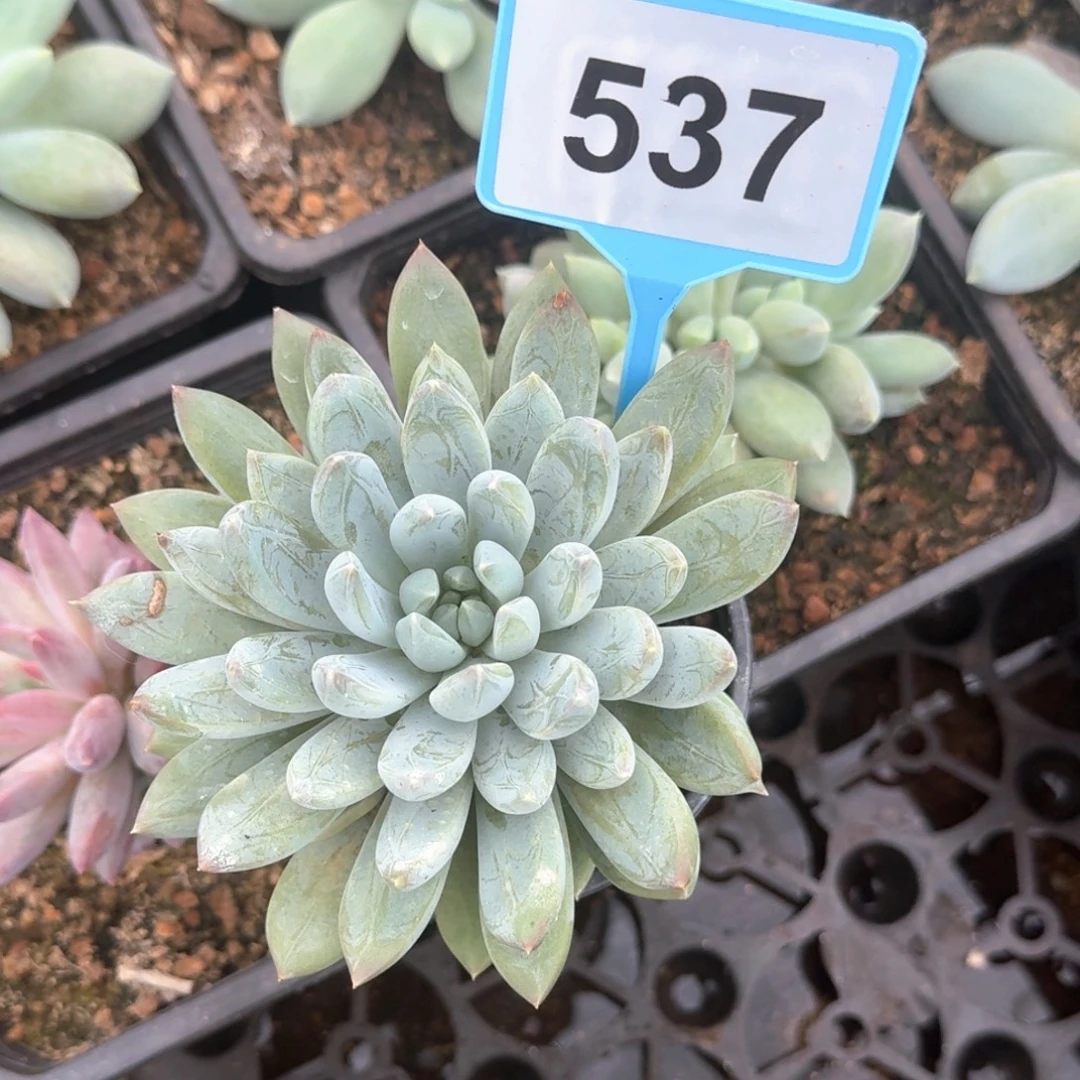 多米美人多肉植物537