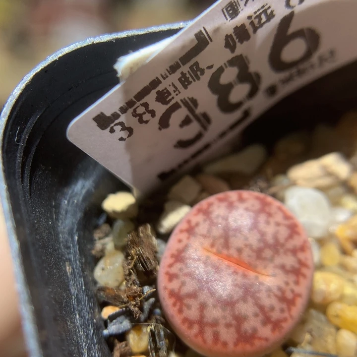 Sss精品生石花386