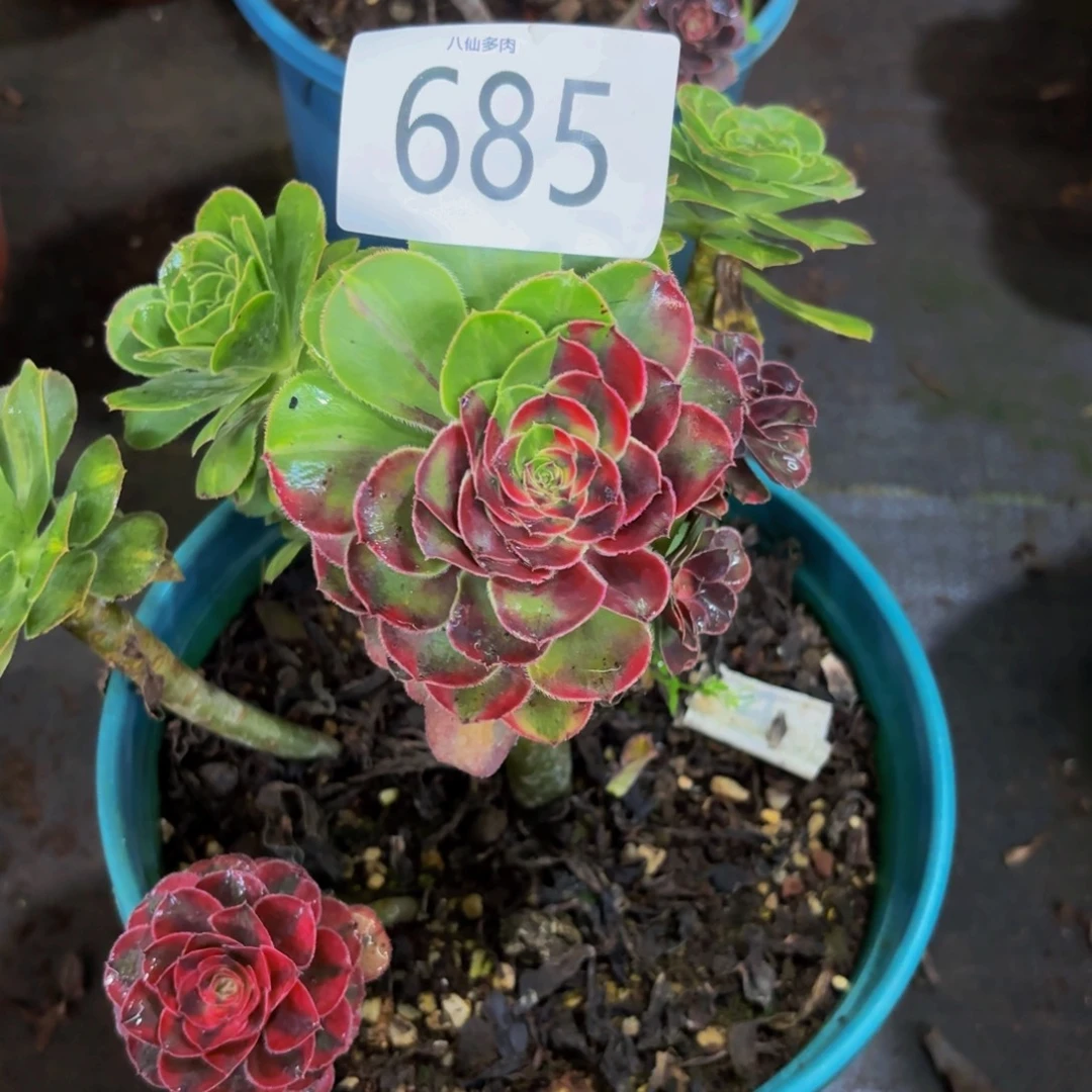 九***＊685多肉植物初恋阴阳不售后