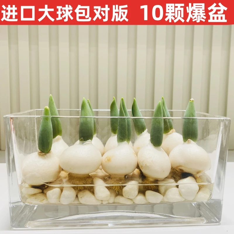 10颗进口郁金香种球水培花卉植物室内花种子盆栽花苗郁金香种子