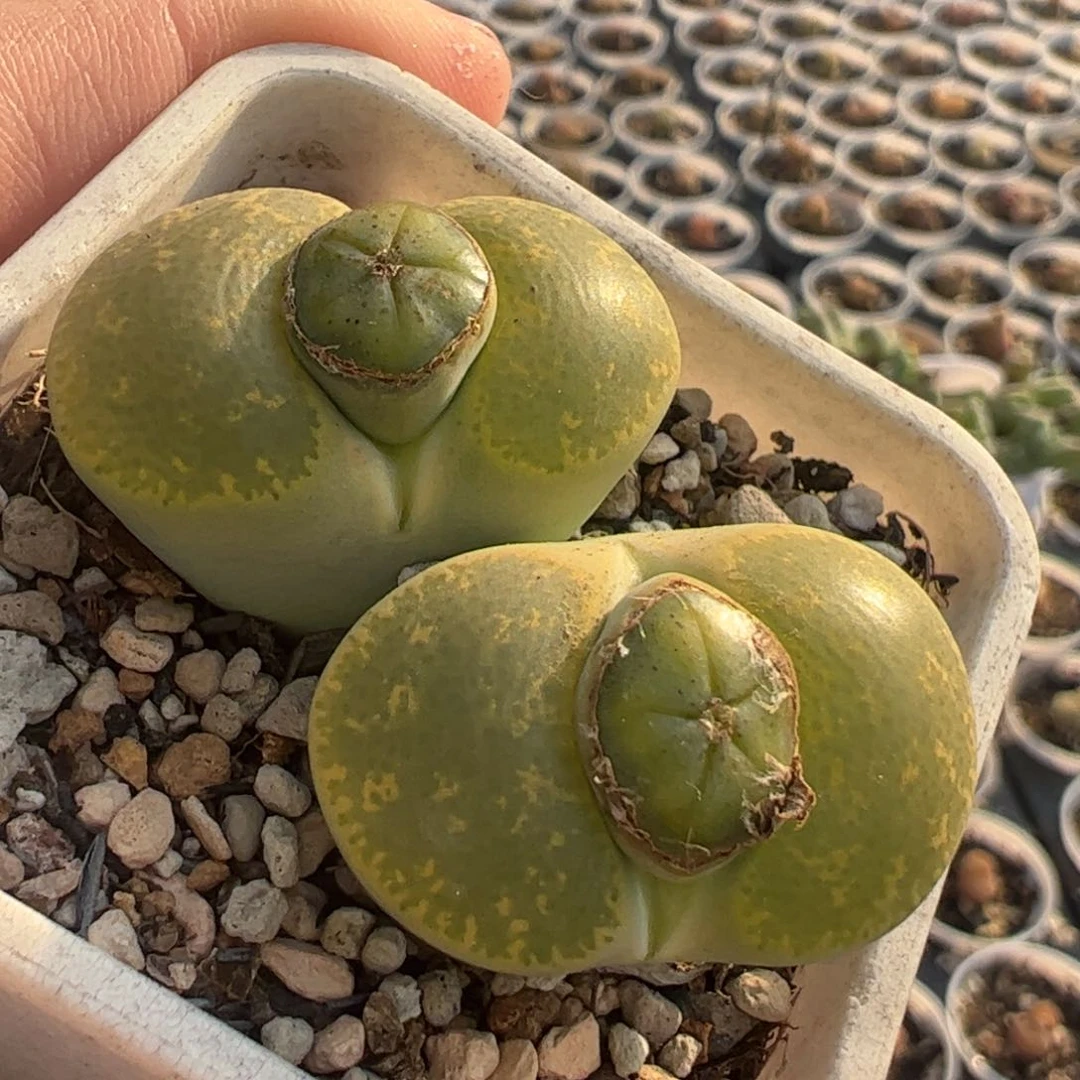 多肉植物组合458