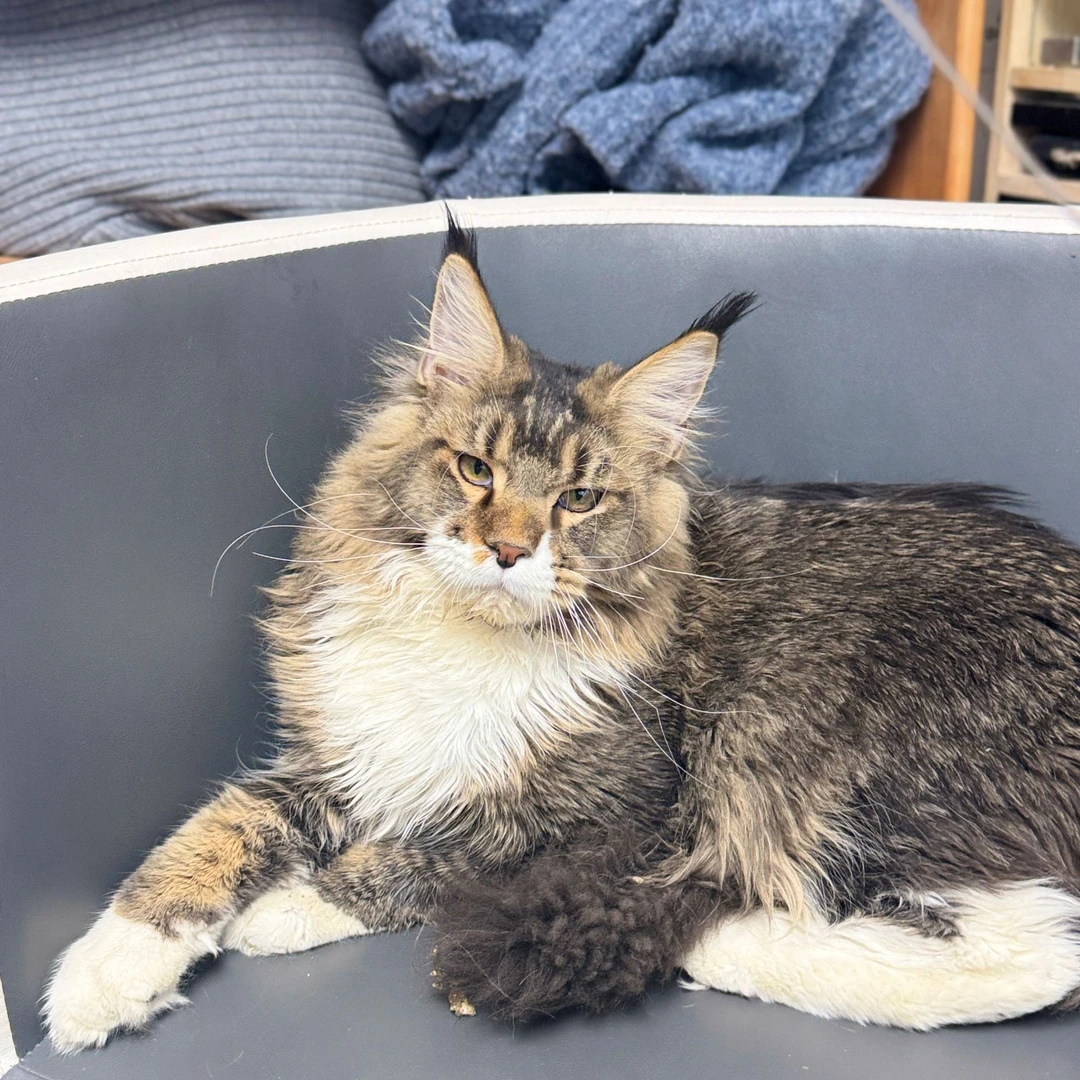 来了姊妹-棕白缅因猫 弟弟 J14