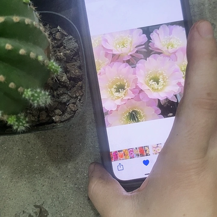 2个爱德华，35899000