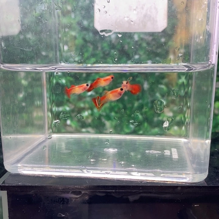 孔雀鱼银河补习班的一声叹息自己