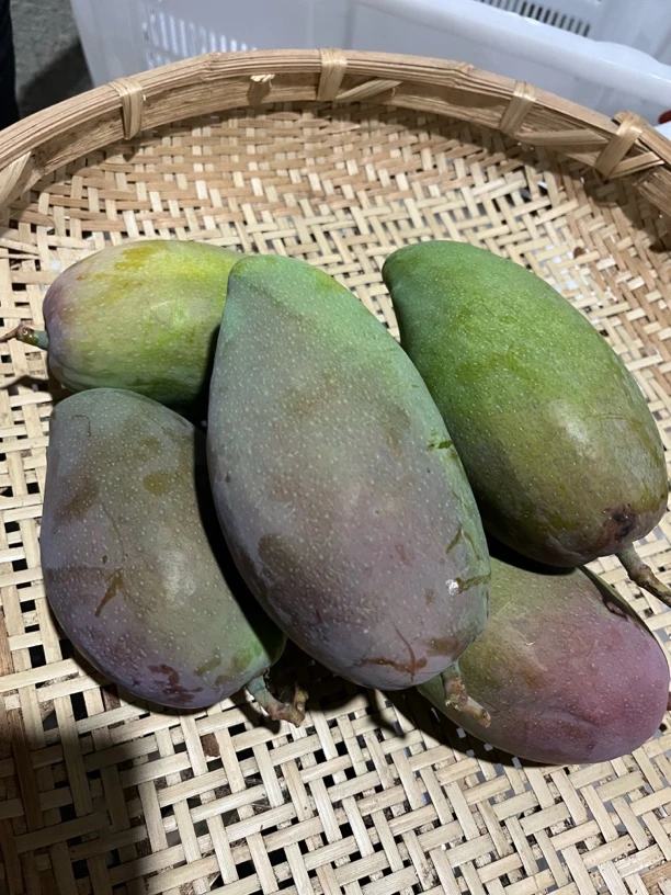 云南高原山货～贵妃芒～卤蛋甄选