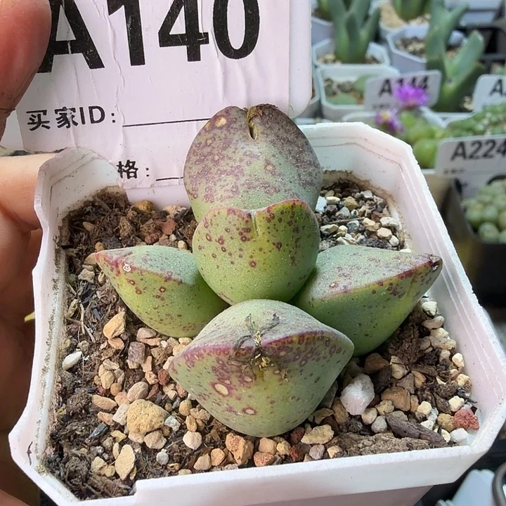 140。托马斯手工水饺