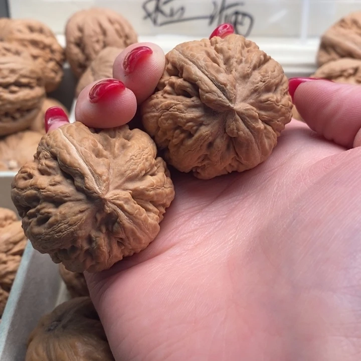 拾***陆霸王龙全品无修一刀没动