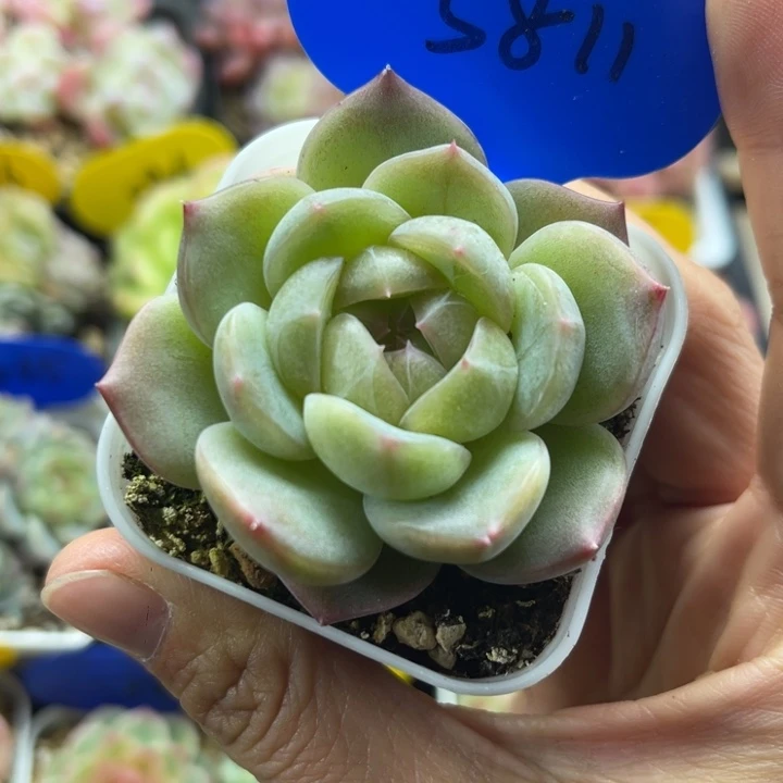 油透珍妮单头5811
