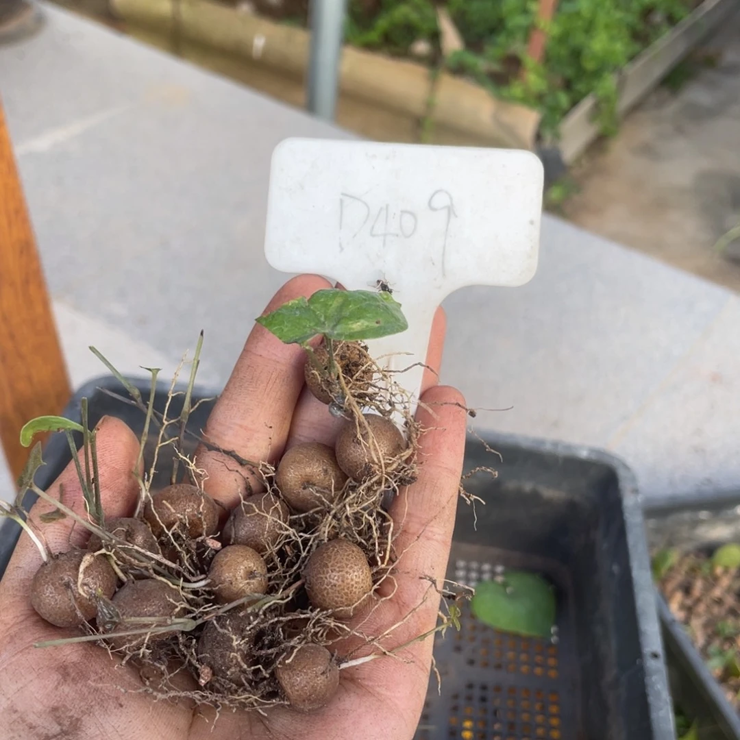 猫***潤南非龟甲龙小苗，客户专拍