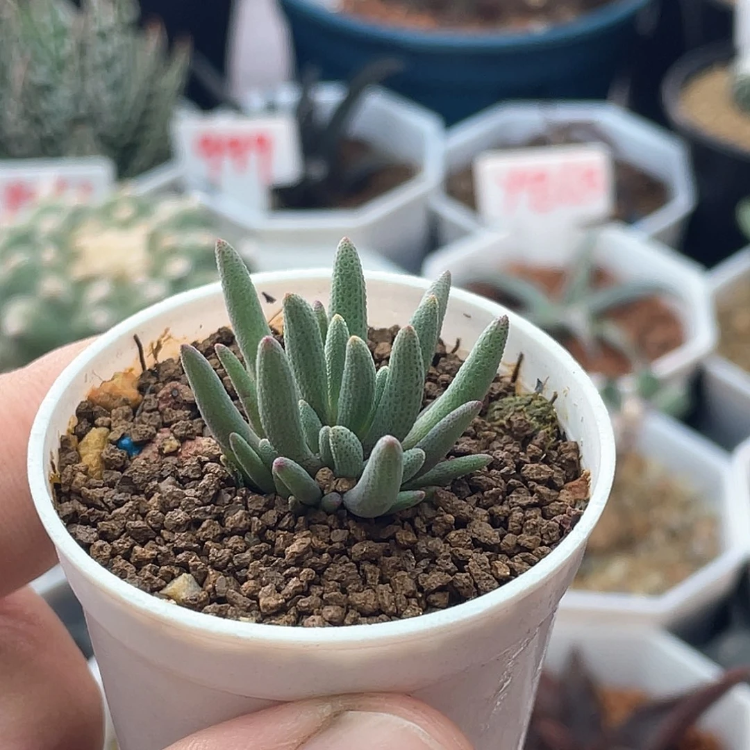 晶珊瑚 致远多肉