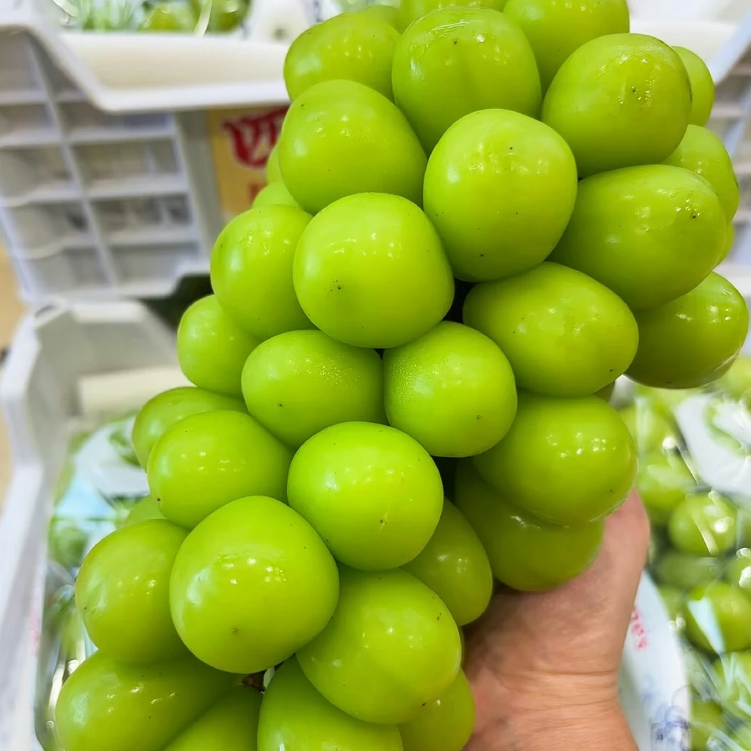 特级晴王葡萄头茬整串大果饱满多汁当季现摘现发新鲜玫瑰果园直发脆甜多汁1250g~1500g山东省