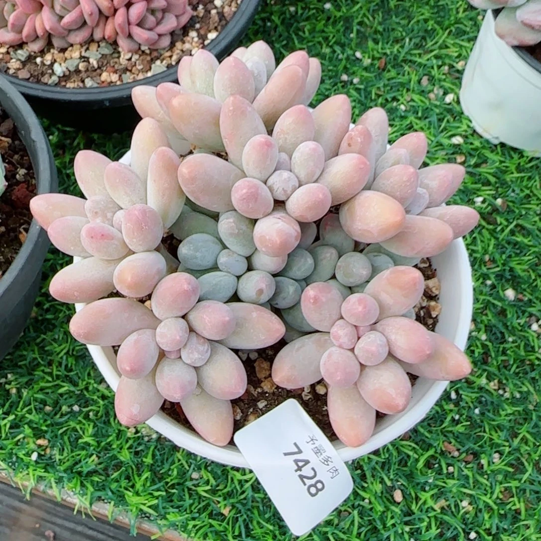 汤圆无砍，7428多肉植物