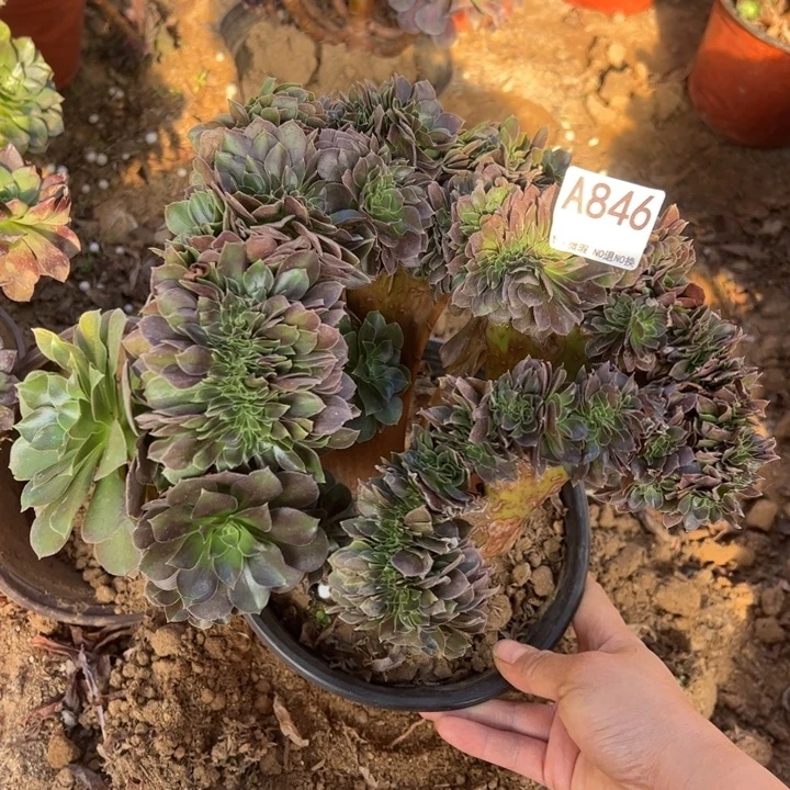 玫瑰缀多肉植物846.