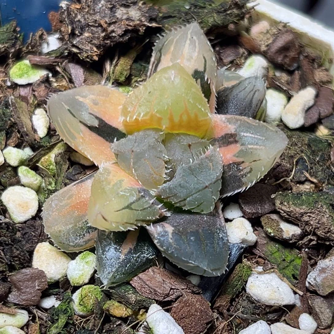 恭喜发财大吉大利989