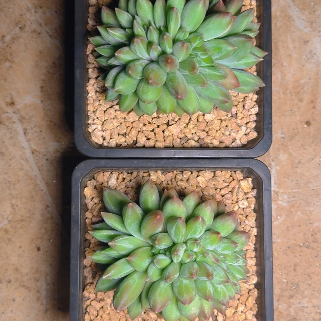 重楼缀福利多肉1111111111