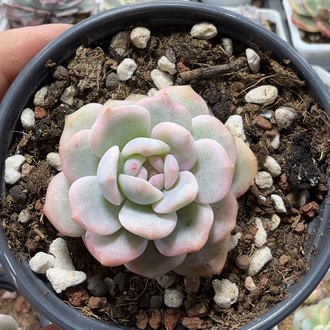 梦露锦 小方花圃一物一拍