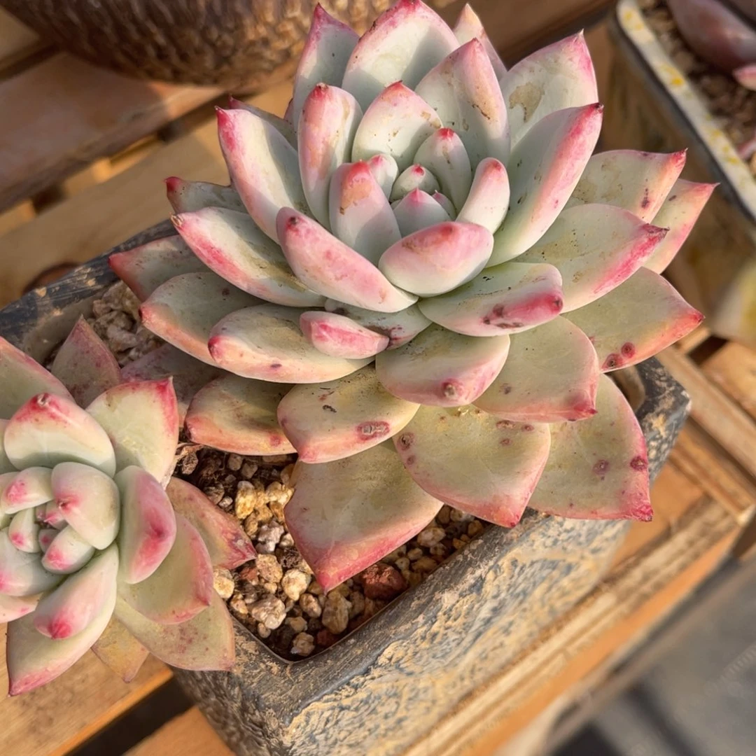 徐***2733737833883533