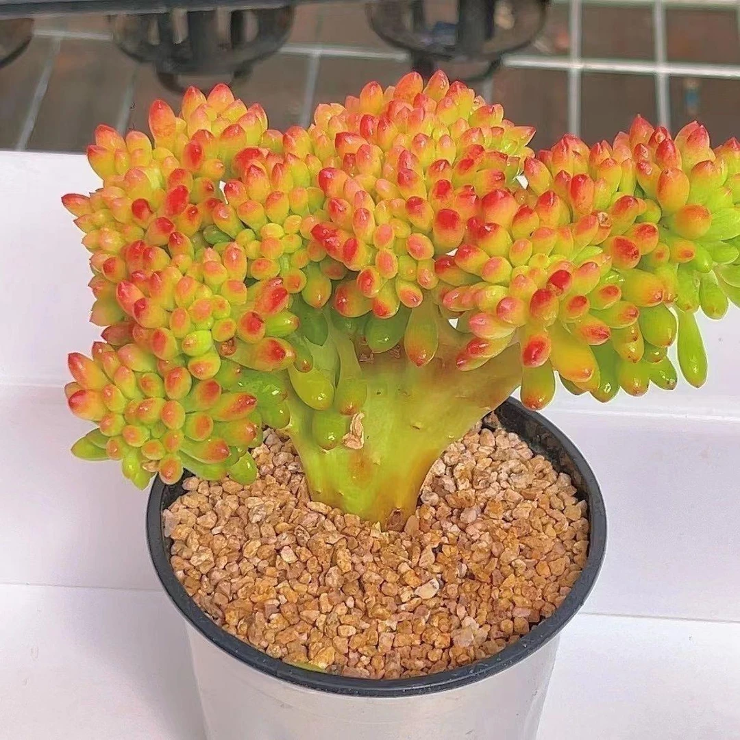 香味春萌缀化多肉老桩多头新款缀化好养室内办公室绿植盆栽